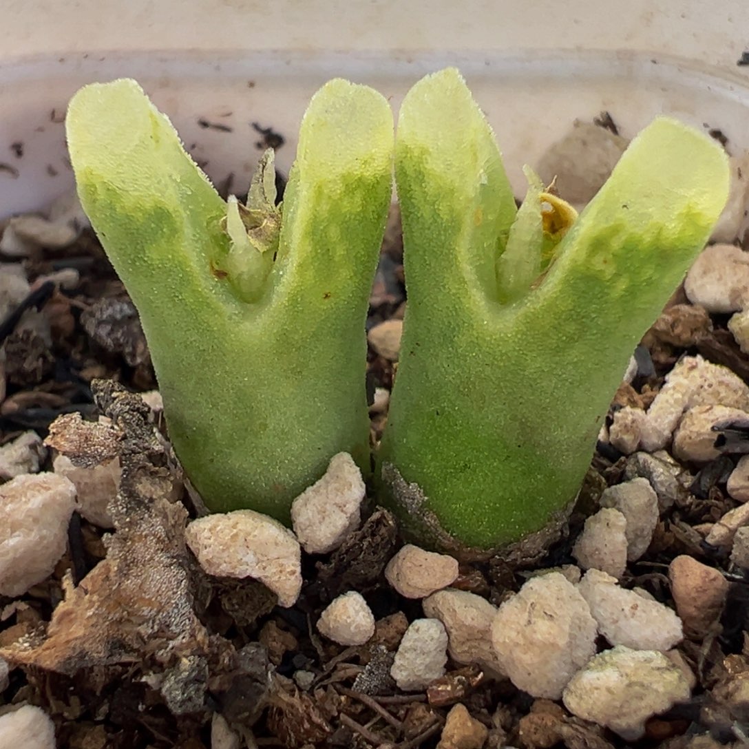 185多肉植物种类多样
