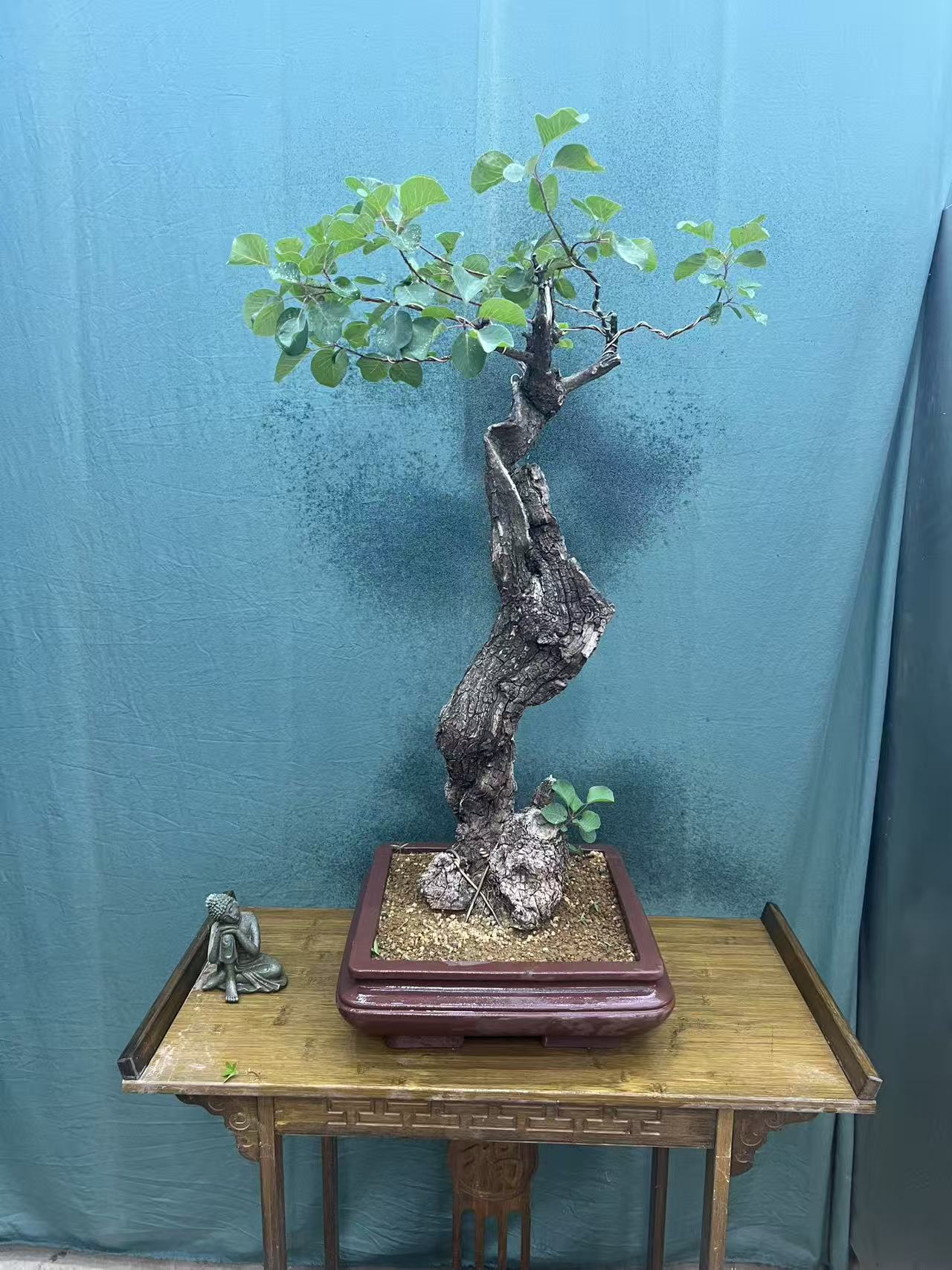红叶黄栌（直播间一物一拍）