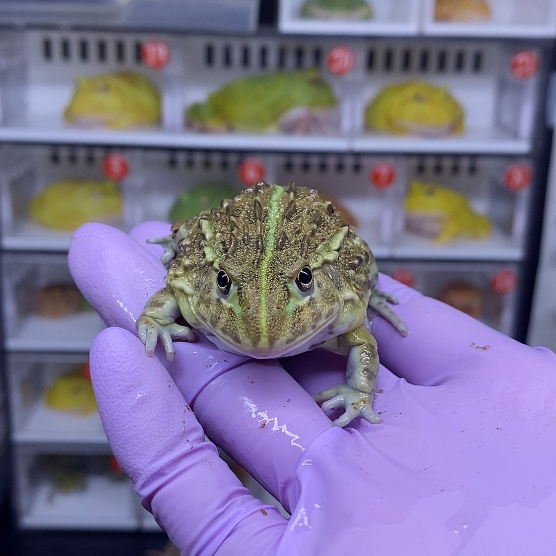 角蛙非牛88元一个