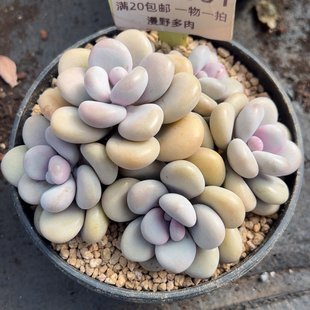 1027001 亚美桃蛋群生6头