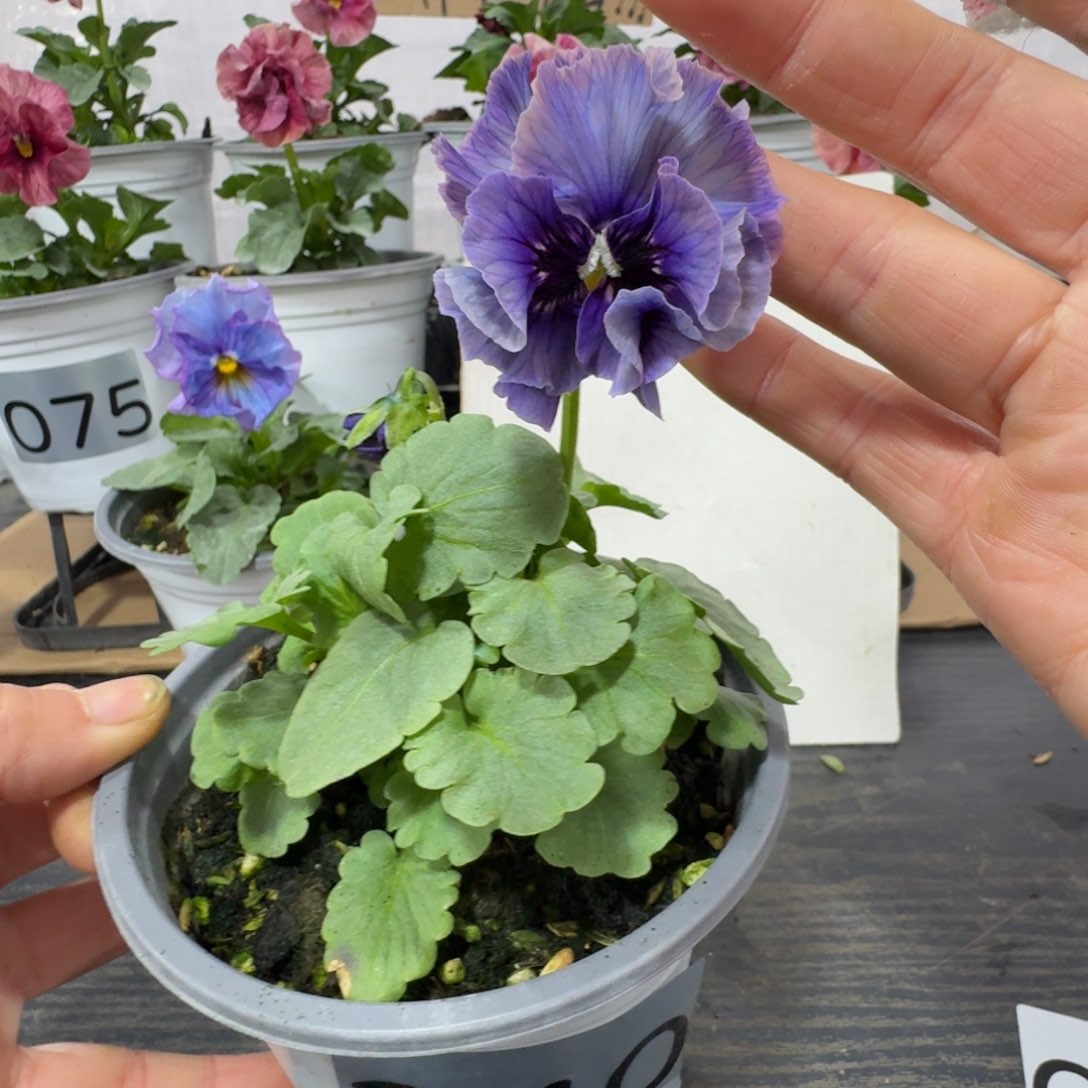 全部花朵240号涩茶