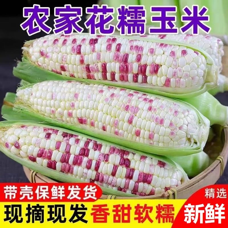 新鲜香甜小花糯玉米早餐甜糯粘玉米代餐低脂产地直发非东北苞谷