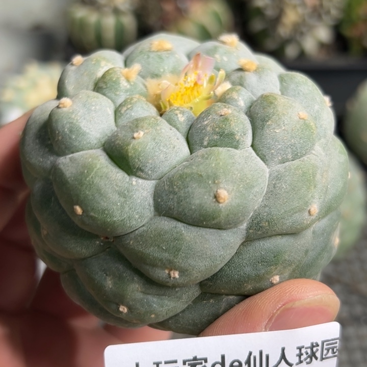 110可发货 可帮发根