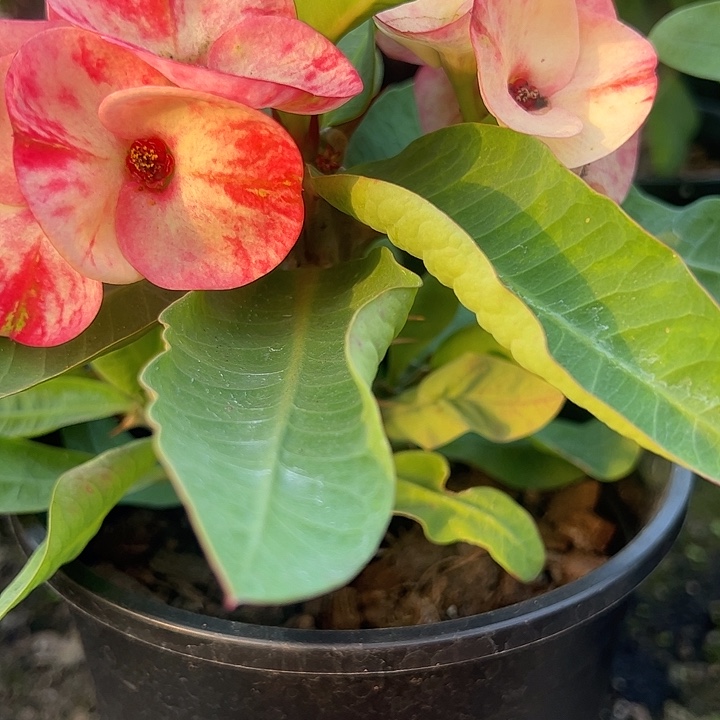 出***光泰品扦插一物一拍