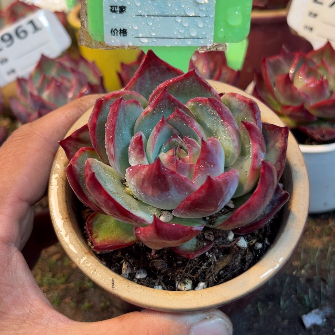 惊鸿一瞥901哈利多肉