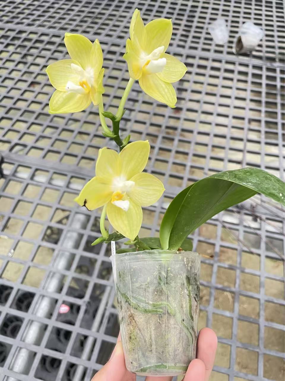 金色光芒蝴蝶兰花苗带花剑好养耐养花期长苗情优质蝴蝶兰基地发货