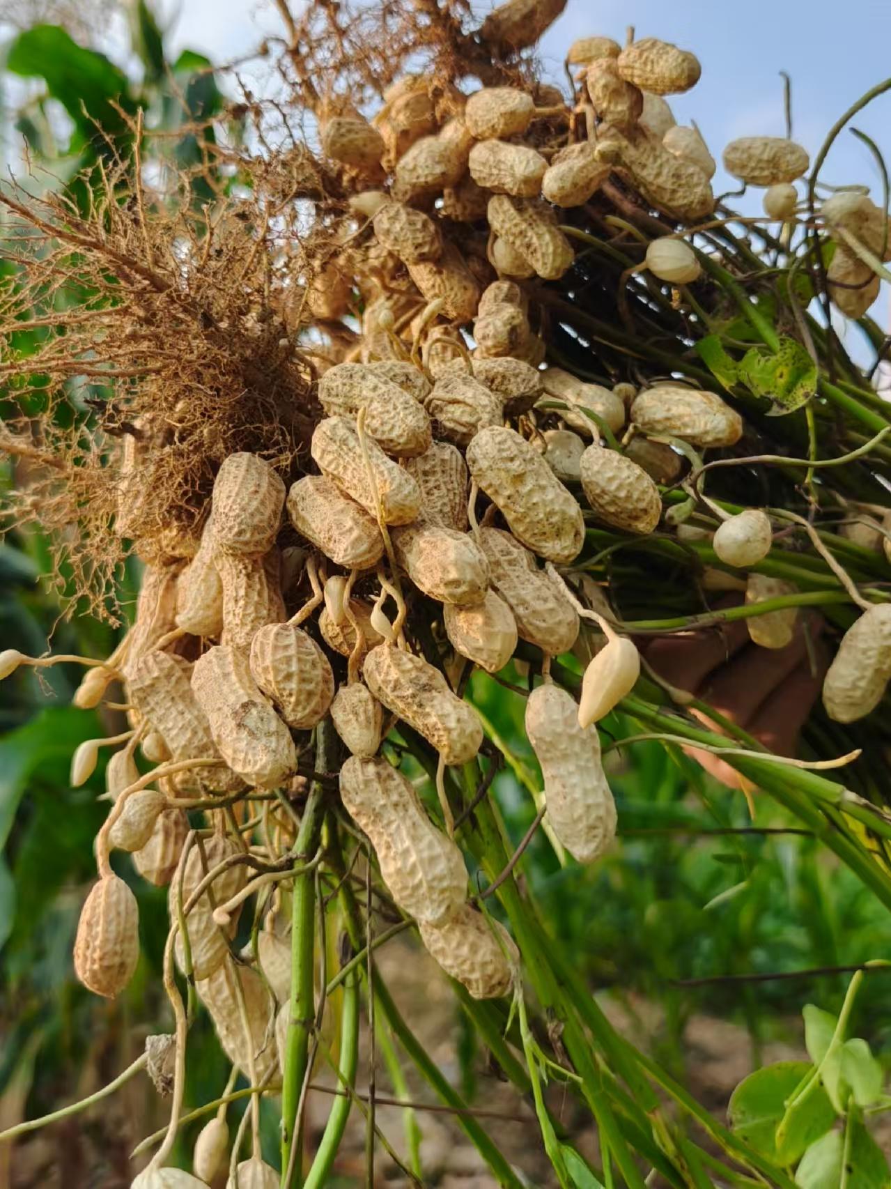 《铃铛农产品店》农家自种原味新鲜干花生