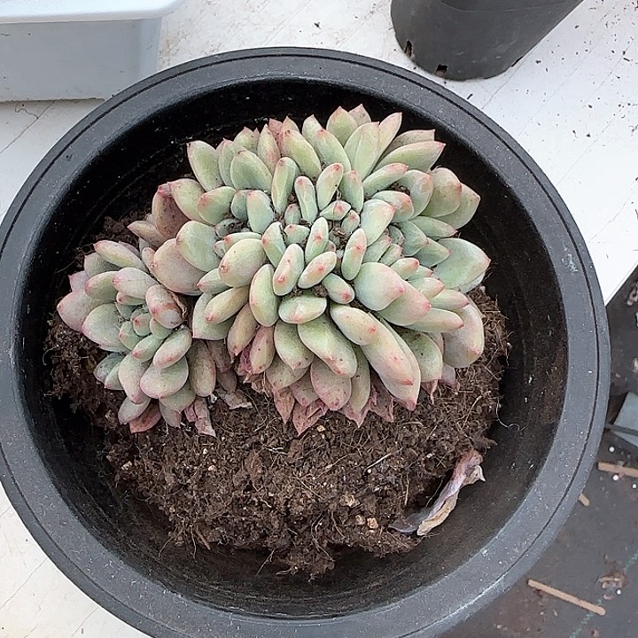 青蛙王子儿童牙膏111