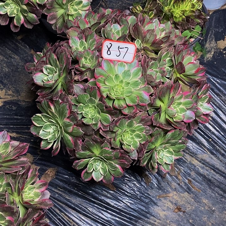 海王老桩捧花857号
