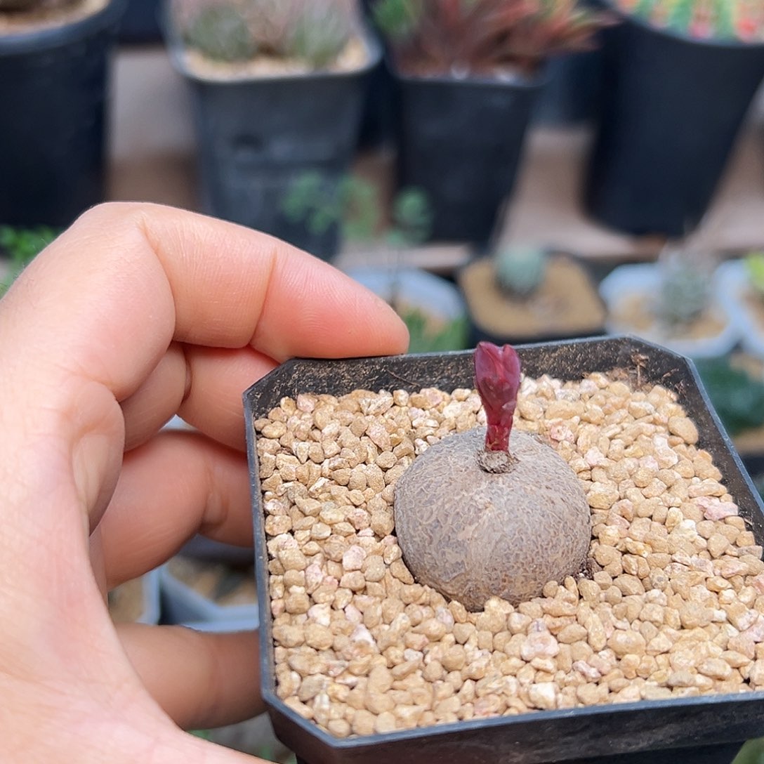 玫瑰大戟实生球    