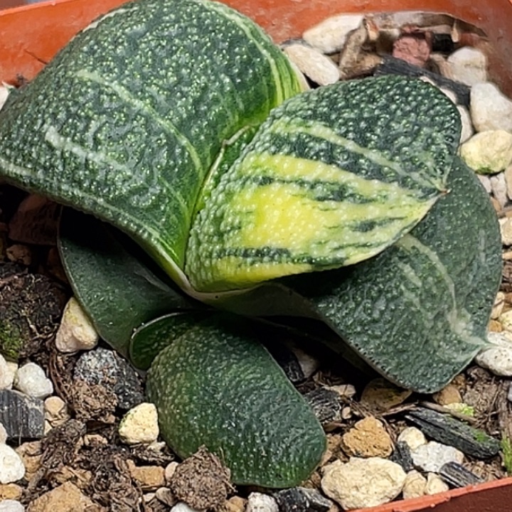 超***想客户专拍一物一拍