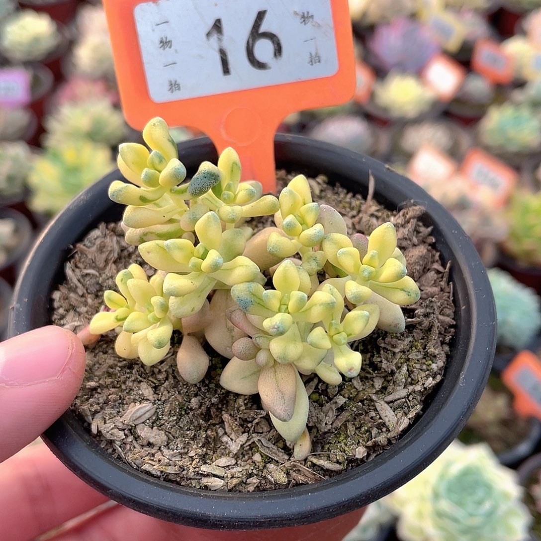 七彩白鹭锦16号多肉