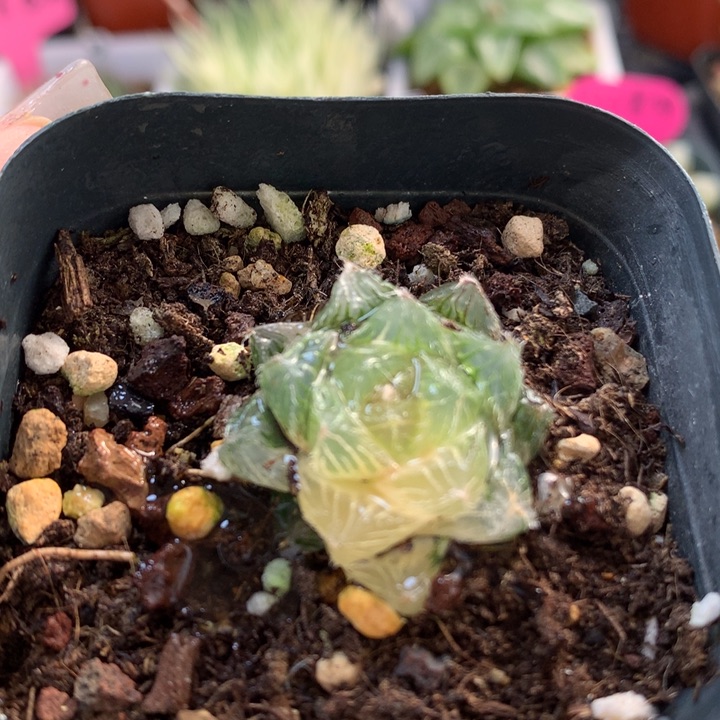 巨大化冰魄玉露锦