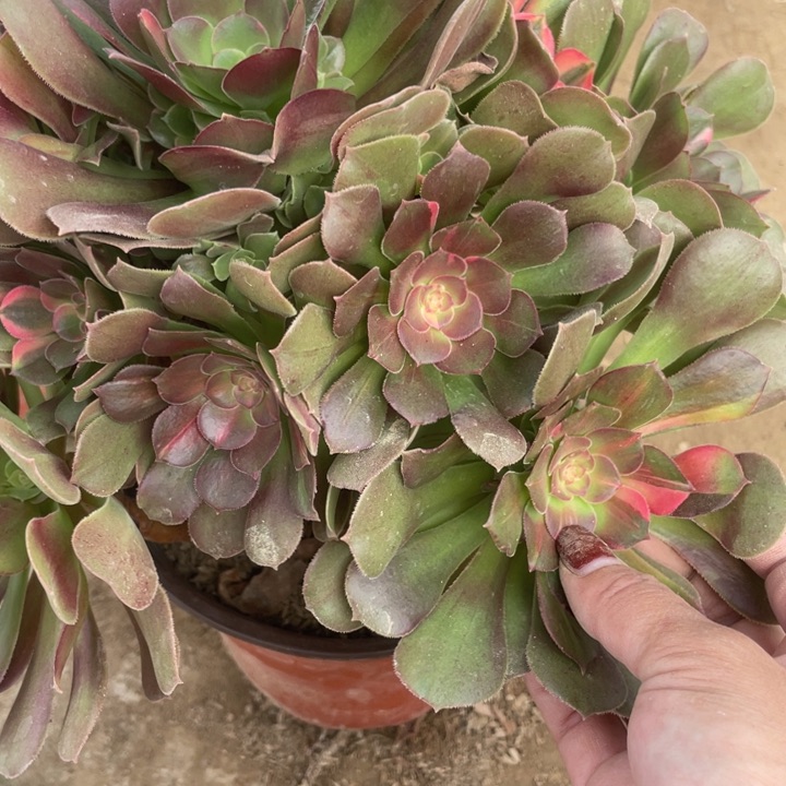 1002一号棚七彩多肉植物C