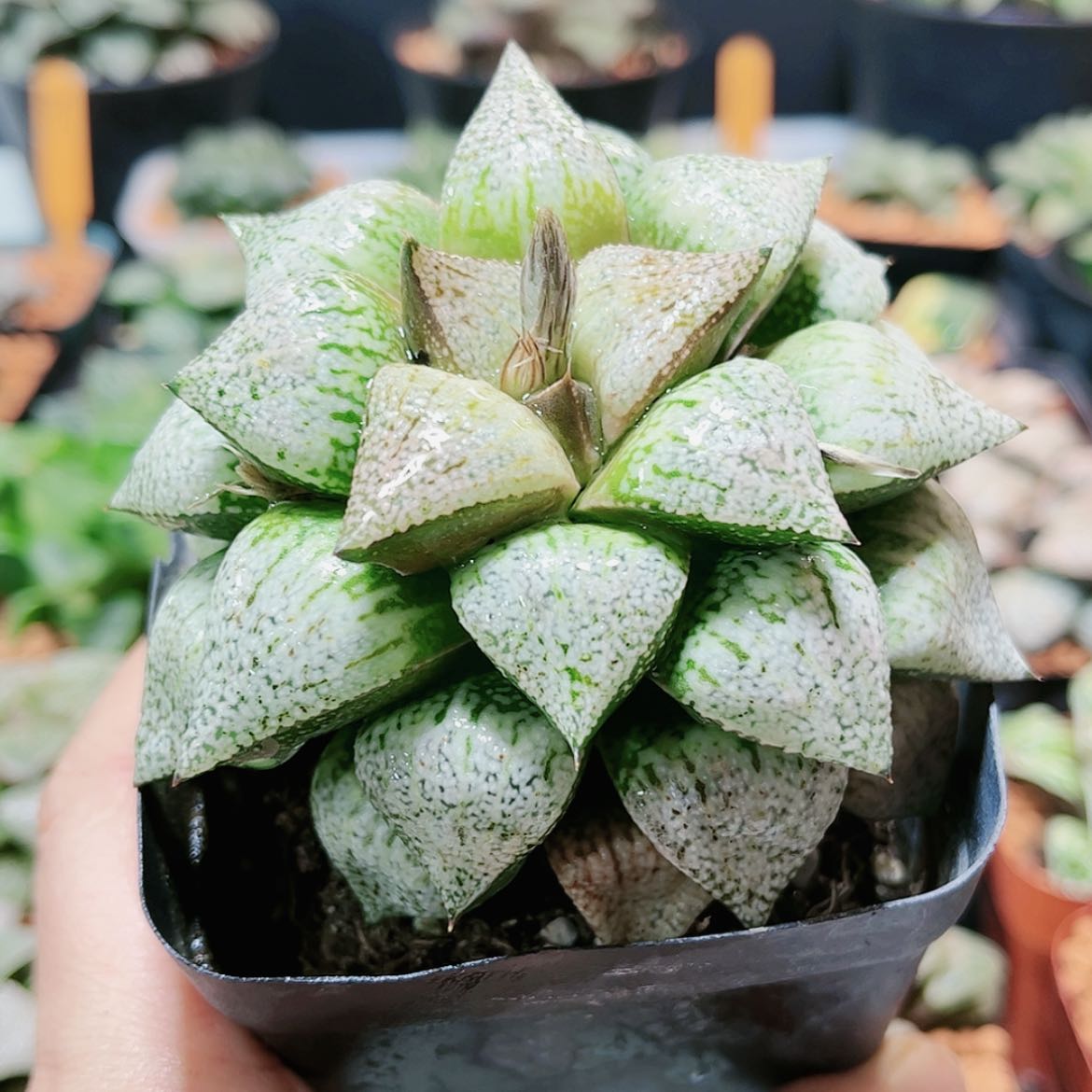 【闪购商品】实生白银