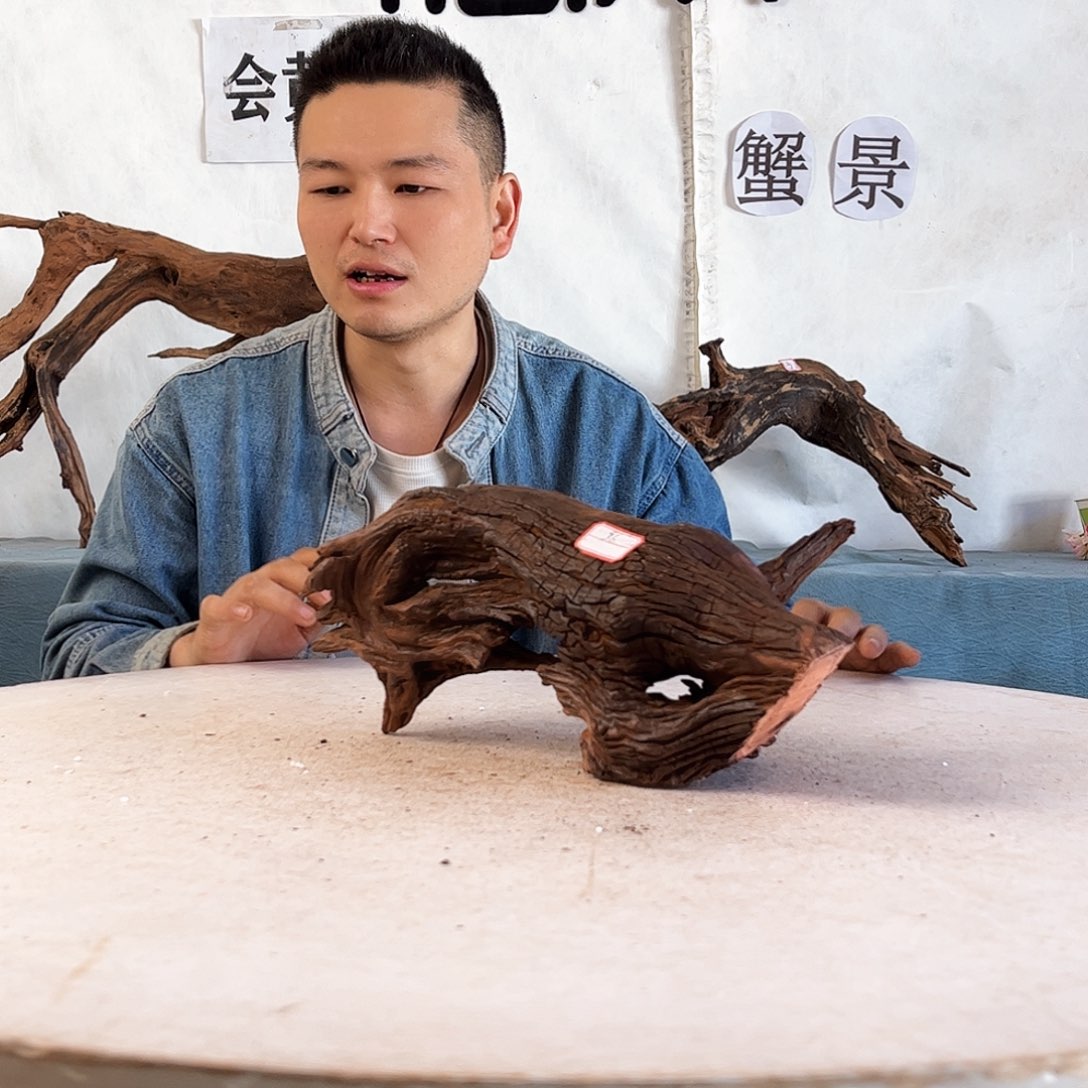 沉木造景爬宠造景