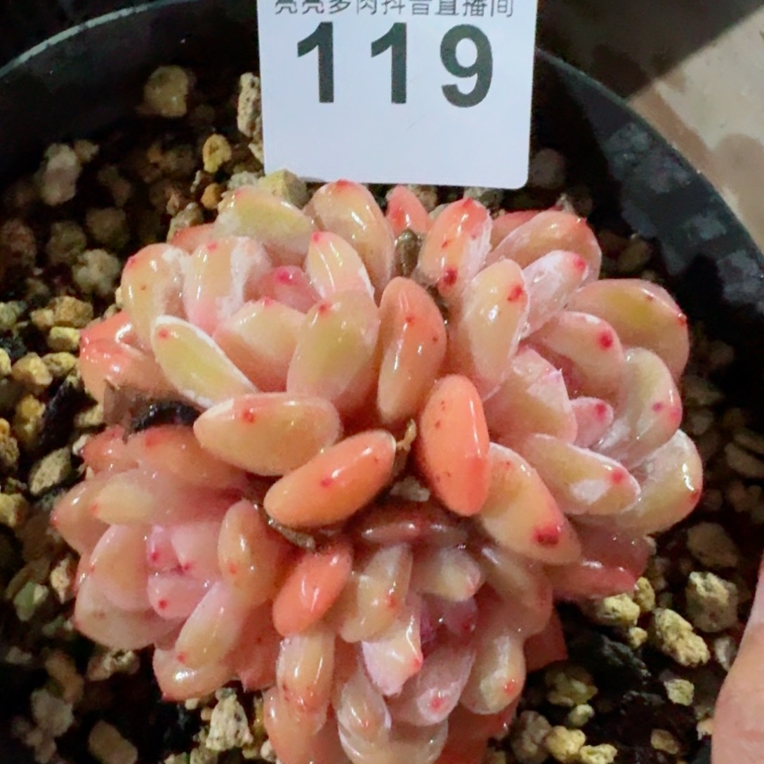 四头雪天使         精品多肉