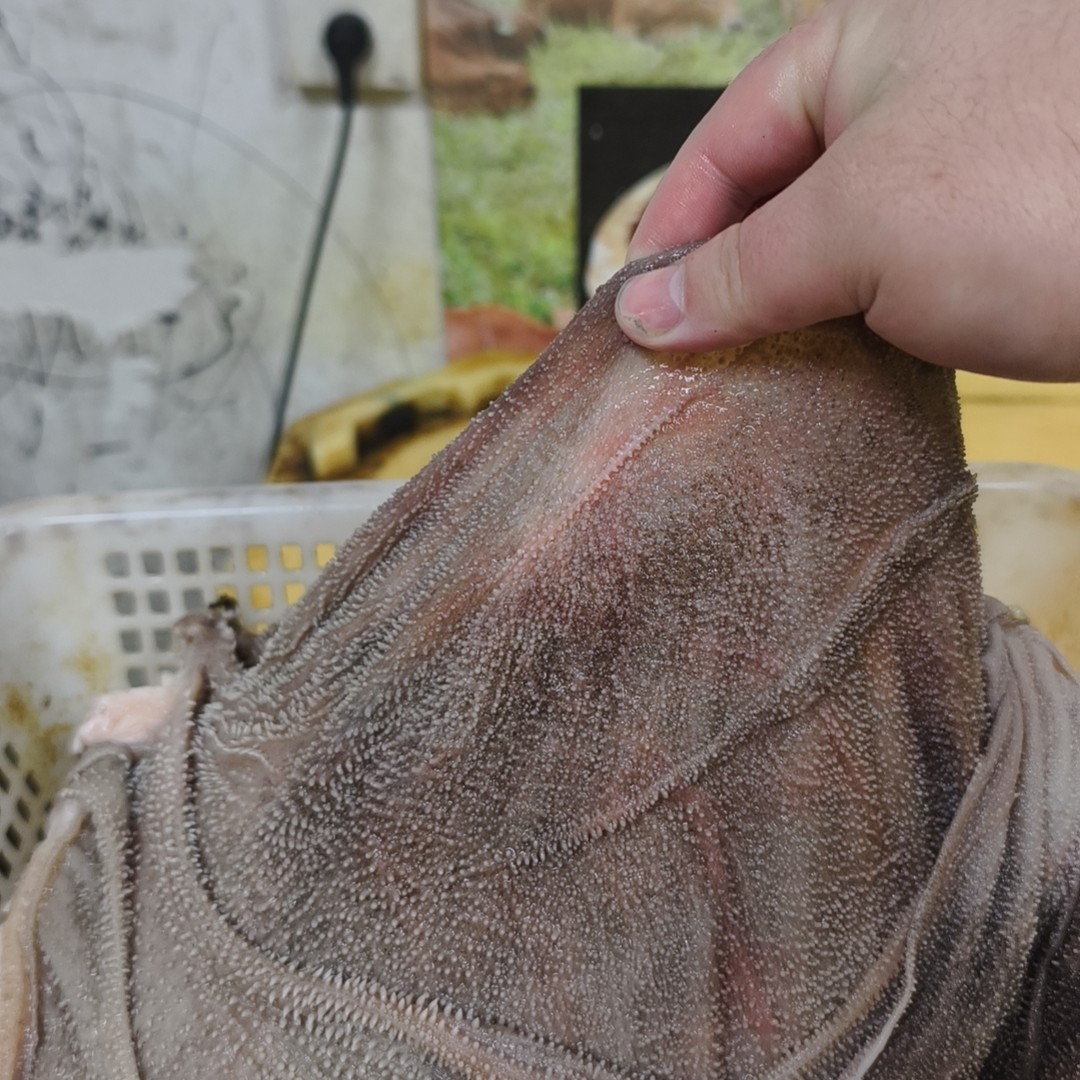 鲜毛肚拍5斤送半斤抢完拍大腿 固形物含量90%