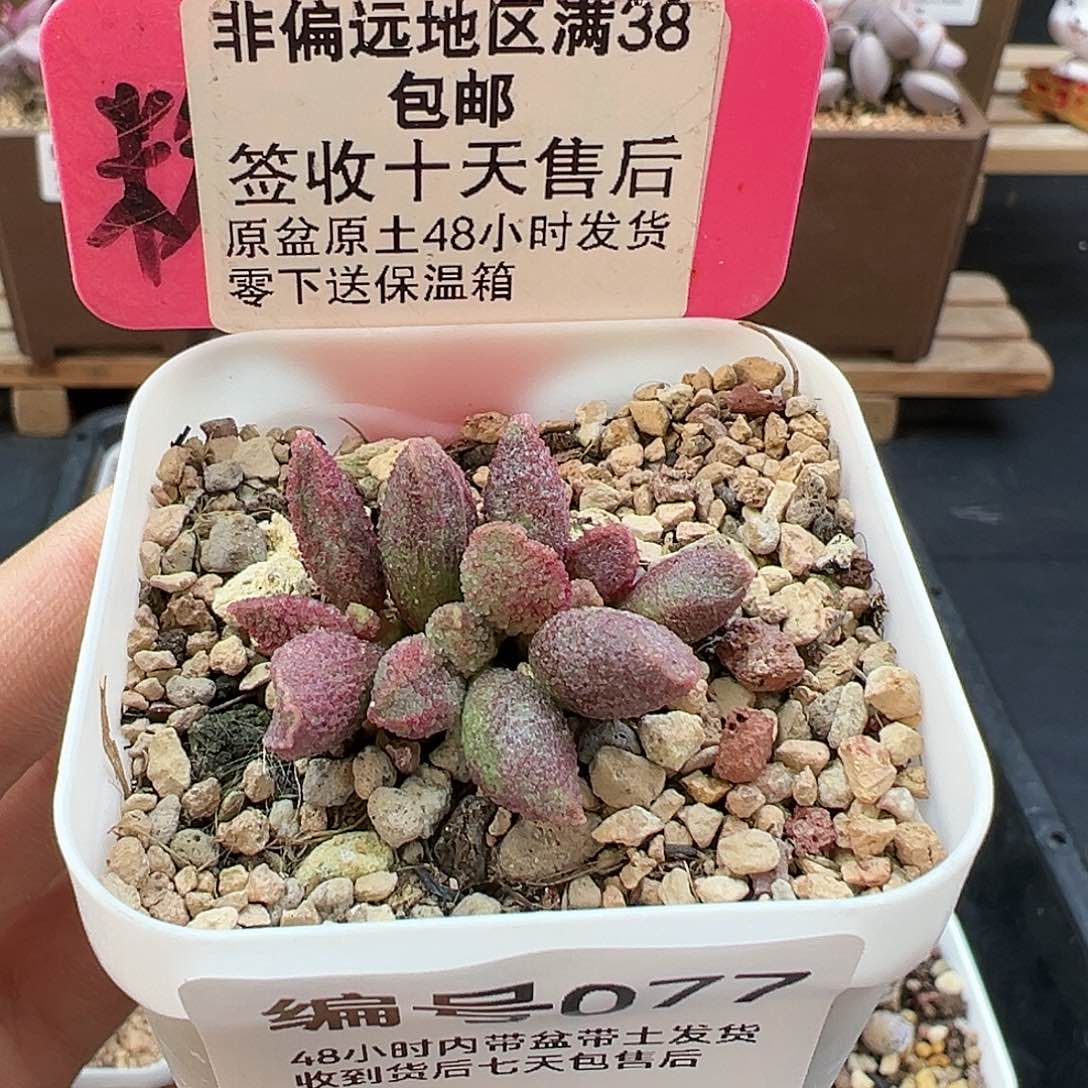 077白砂糖多肉植物