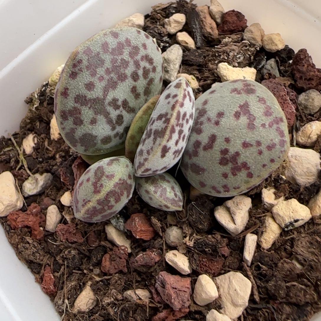 花蛋水泡多肉植物