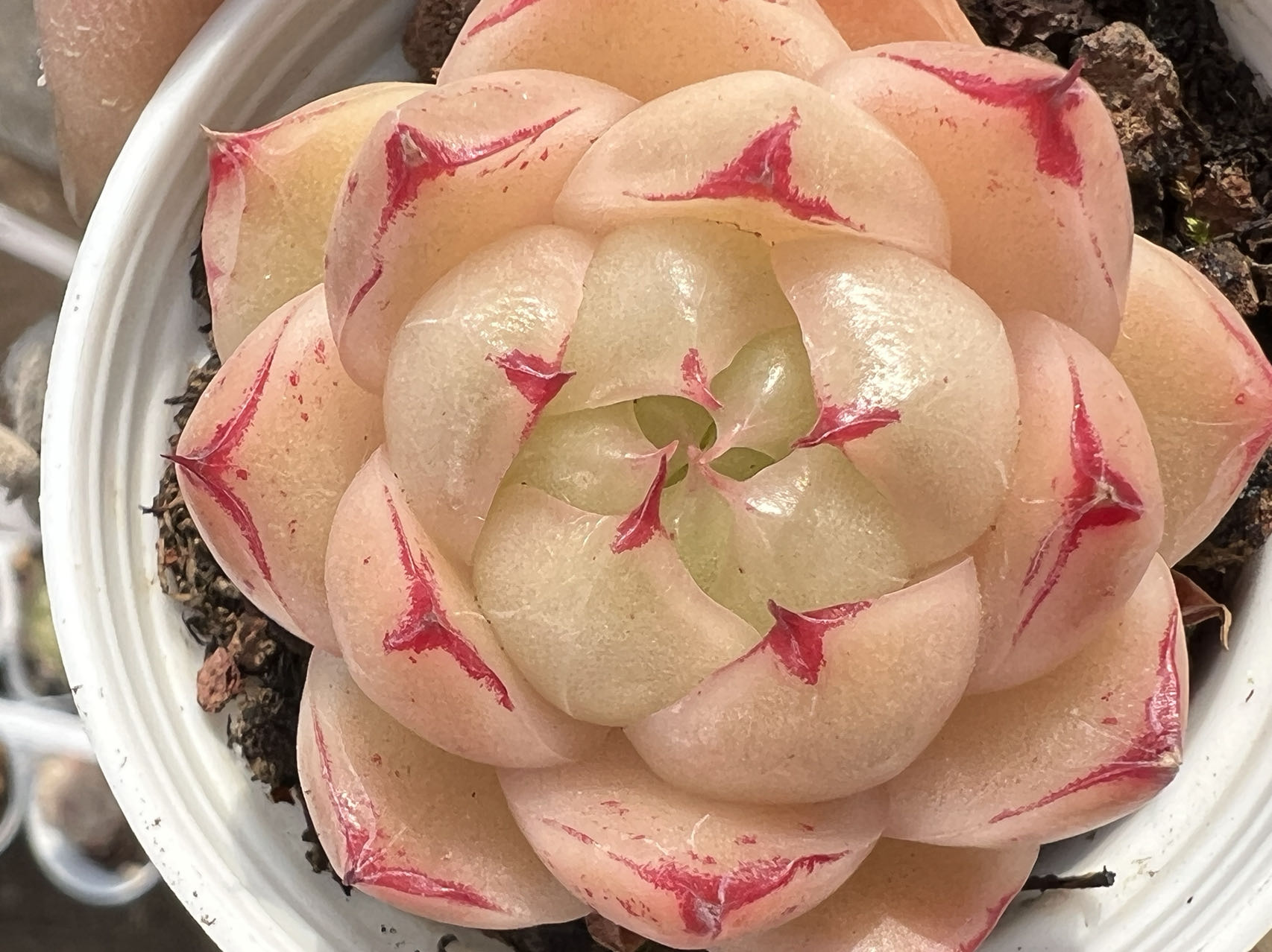3号链接 奇奇多肉 云南多肉植物组合套餐室内阳台绿植盆栽花卉
