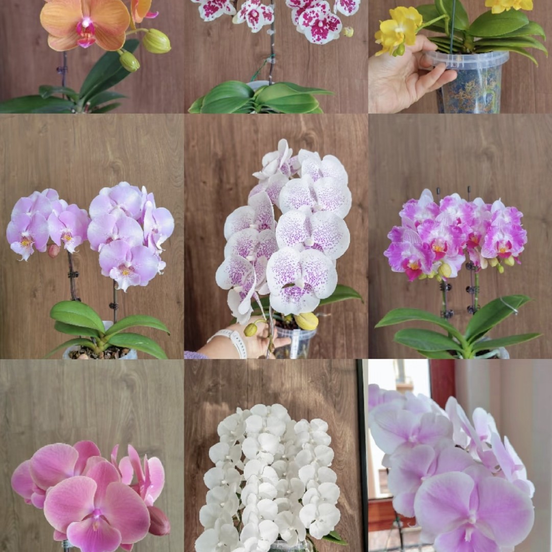 带花剑【盲盒六个品种随机发一颗】3.5寸杯蝴蝶兰实生一代稀有花色