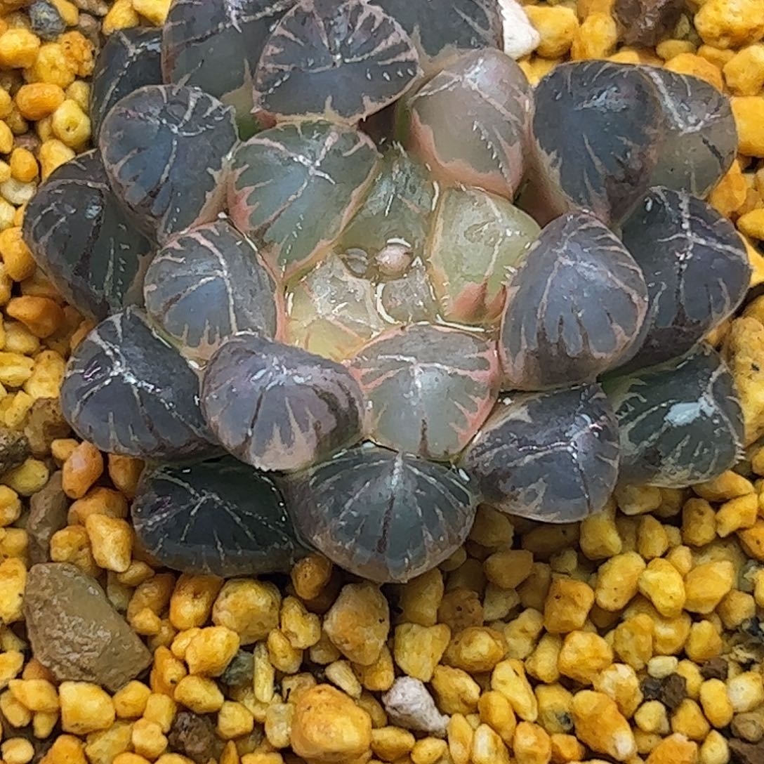 糊斑变异十二卷多肉植物