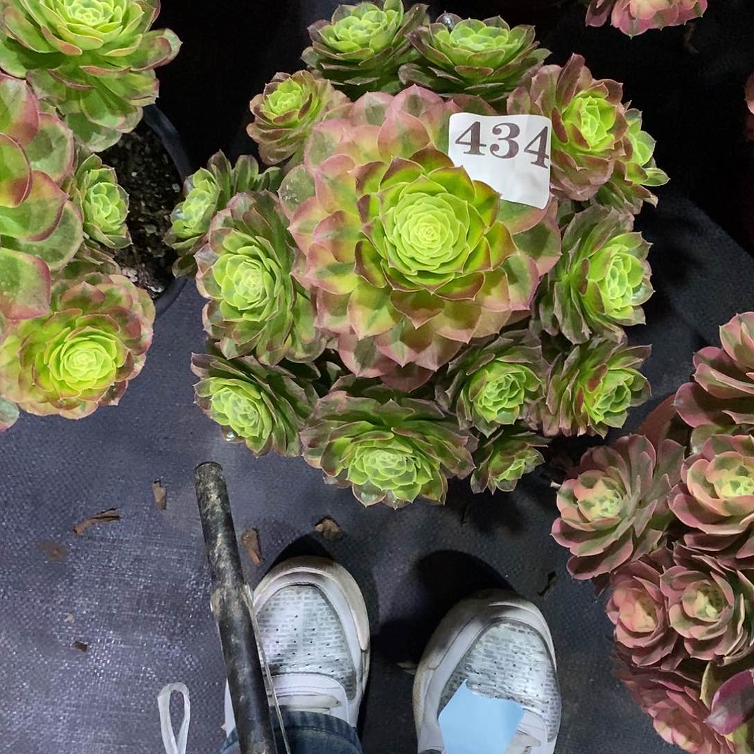 奶白锦434多肉法师植物