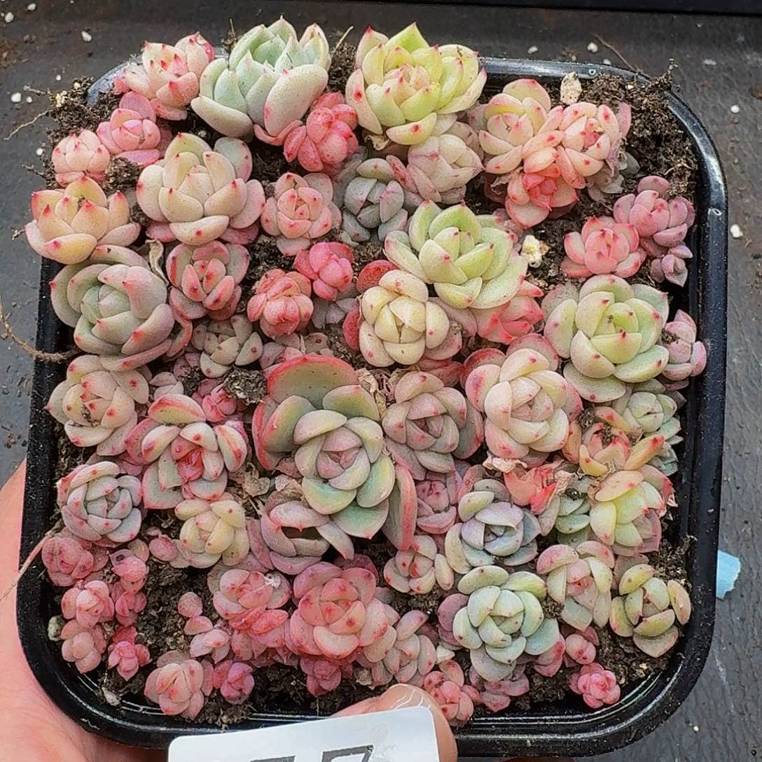 多肉植物多肉植物557