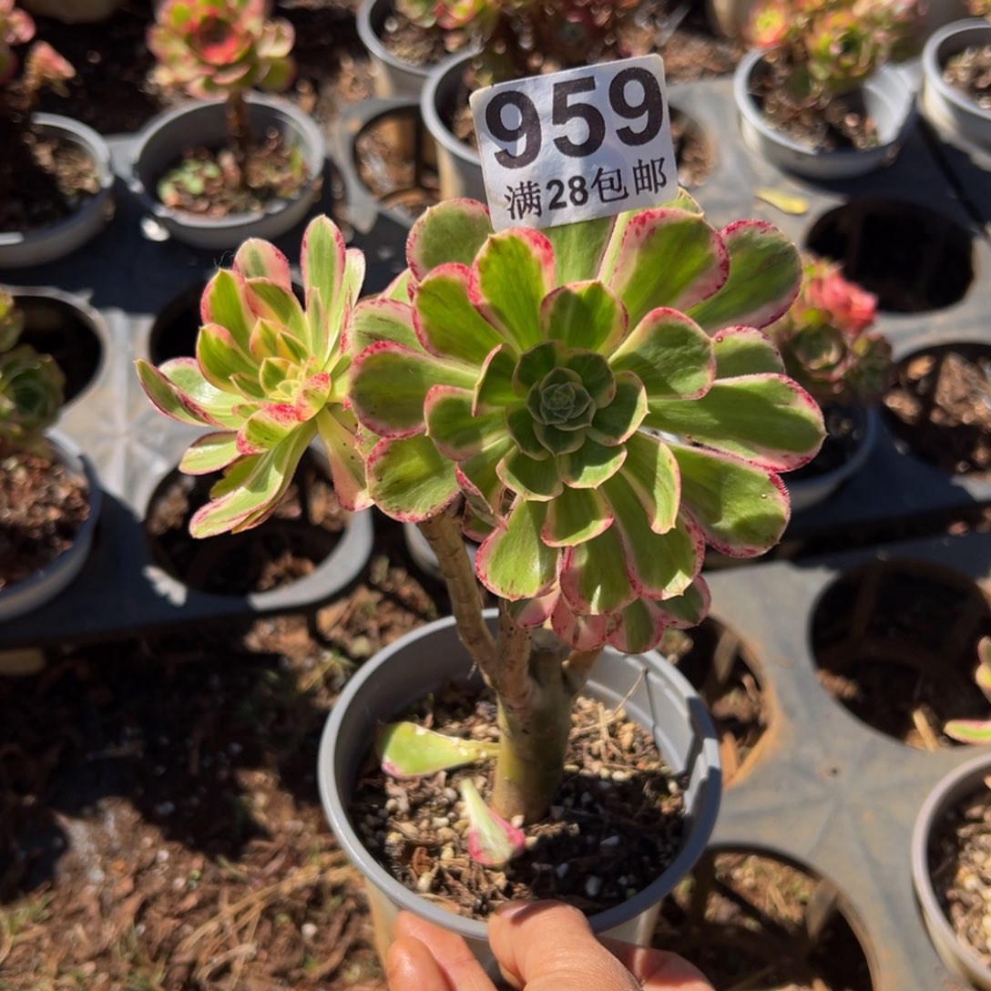 多肉植物959无售后
