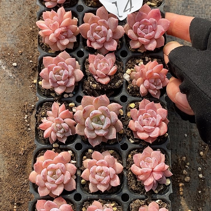 14 多肉植物盆栽花卉