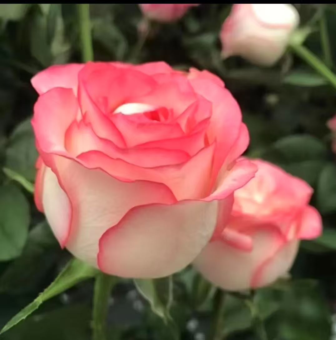 【福利款】基地自种鲜花   爱莎10支