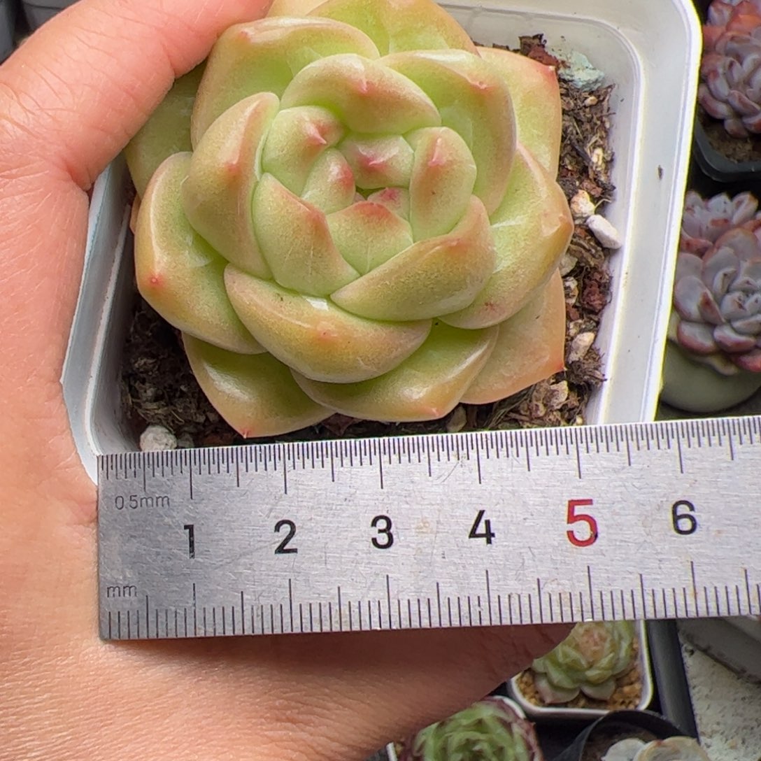 627 多肉植物组合盆栽