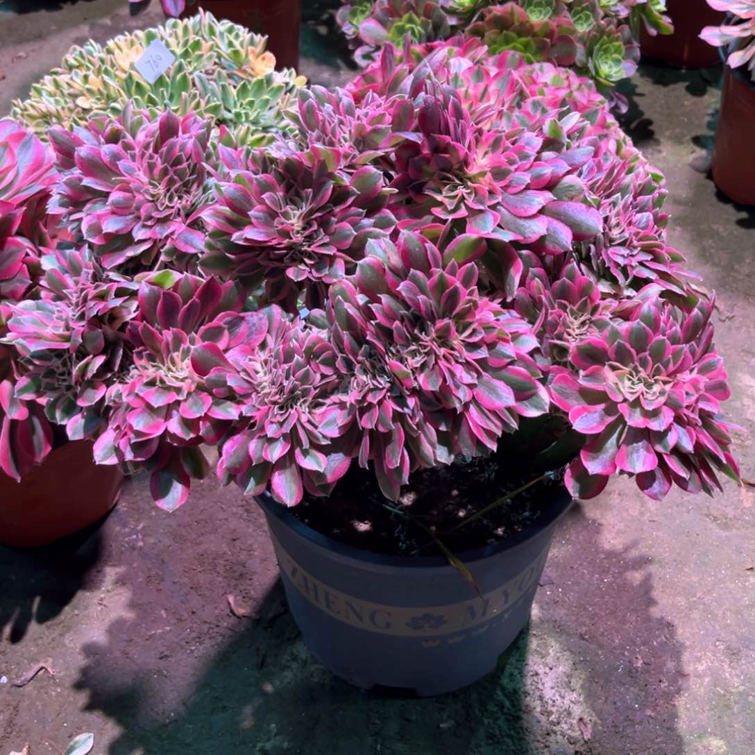 多肉植物女巫缀781