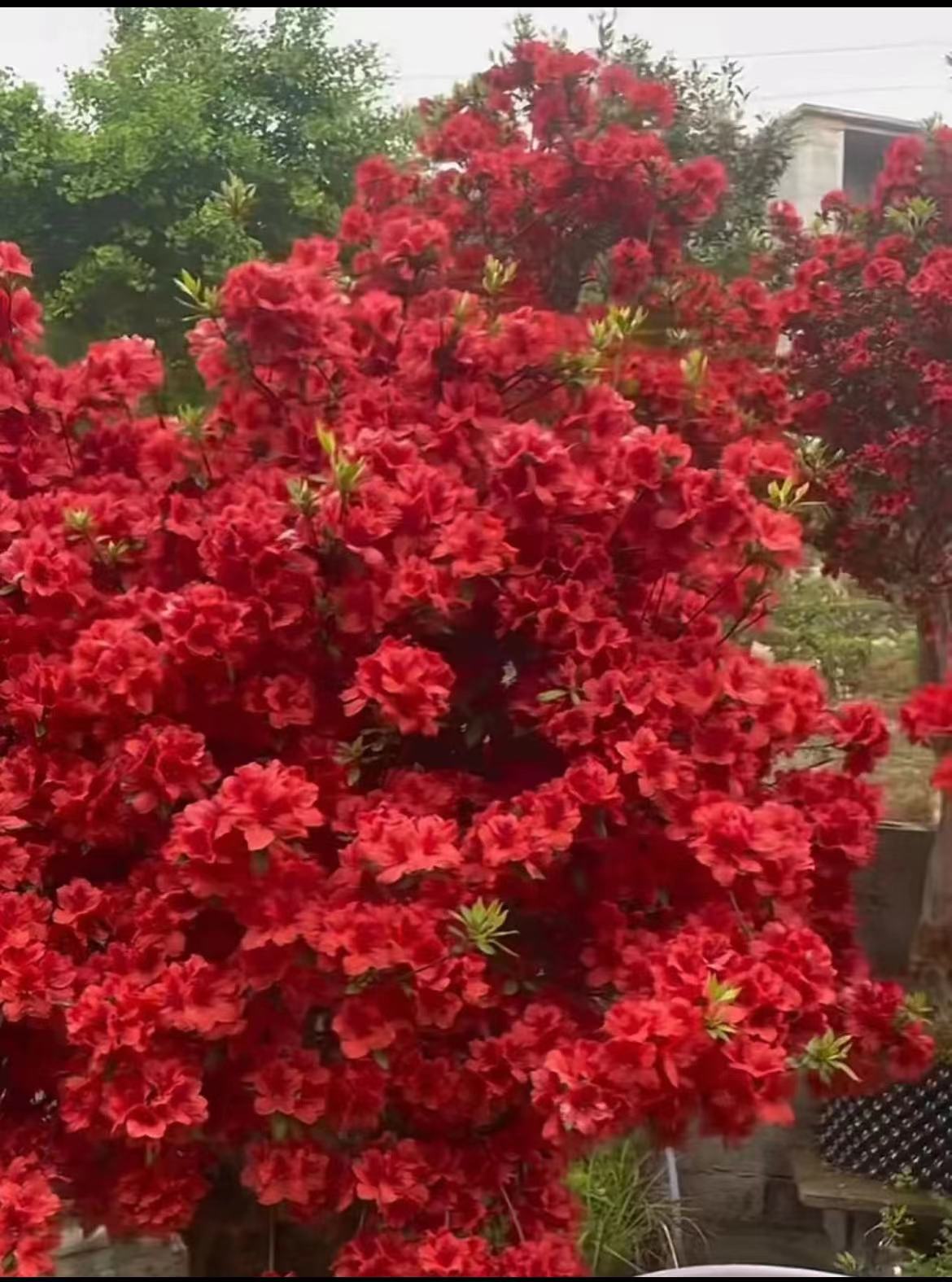 贵州鸡血红色映山红