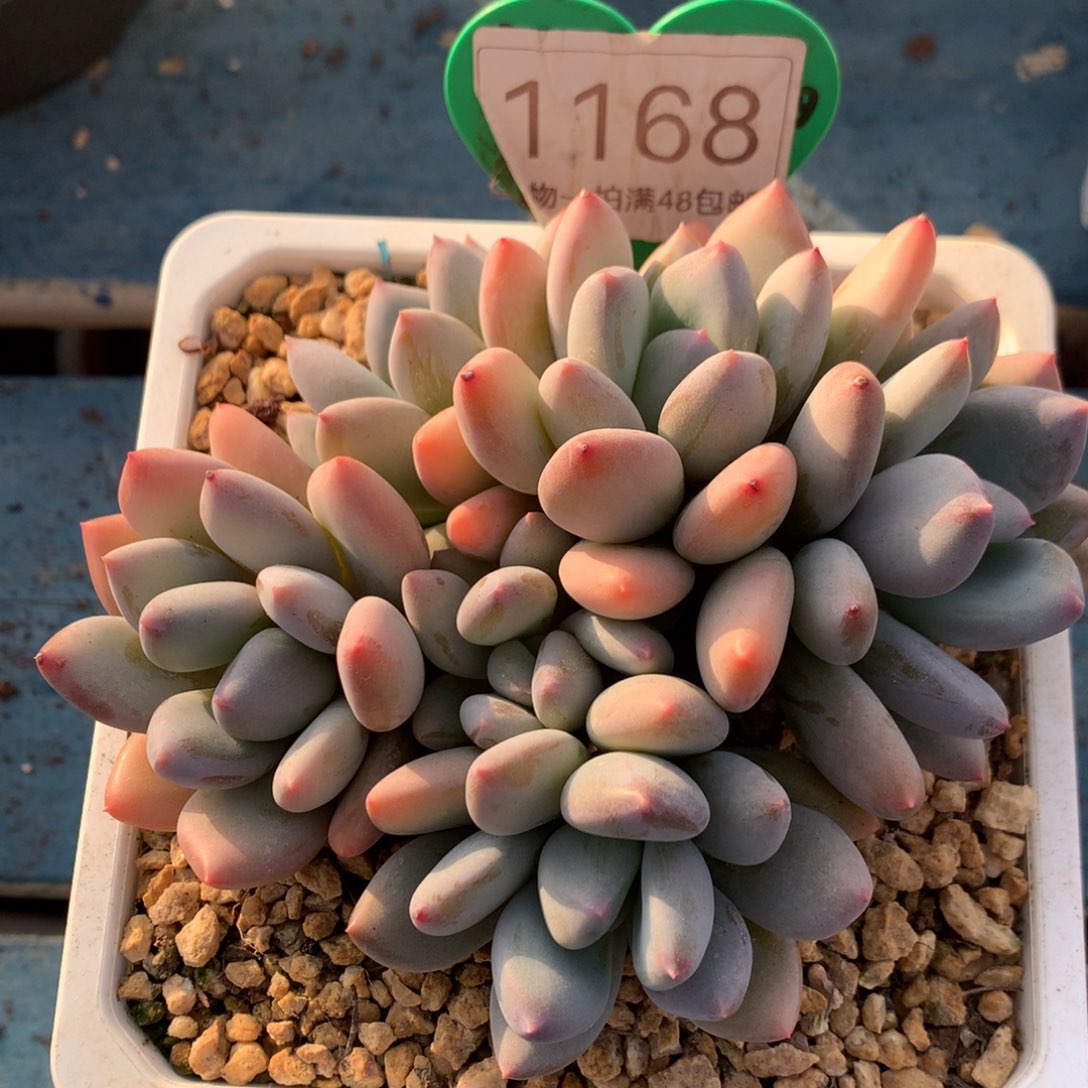 珍舞奶酪无砍平头1168