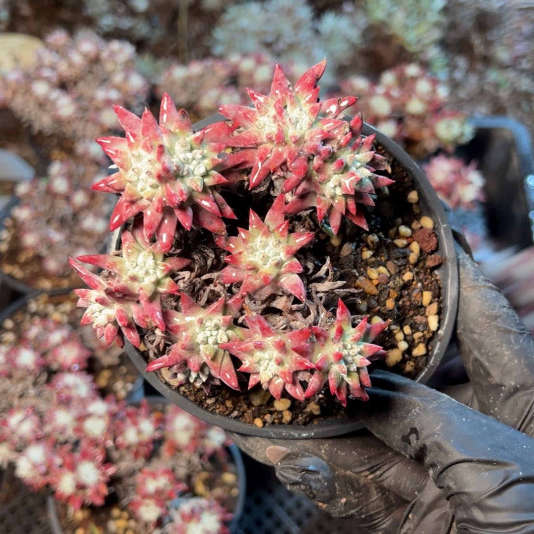 8437哈哈哈哈哈哈哈哈