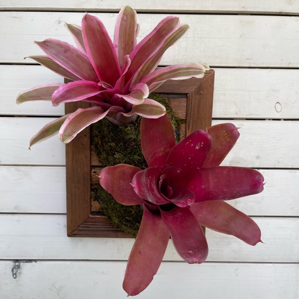 积水凤梨板植室内外创意板植懒人好养