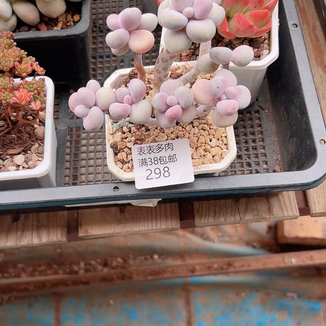 冷***松 多肉一物一拍植物298