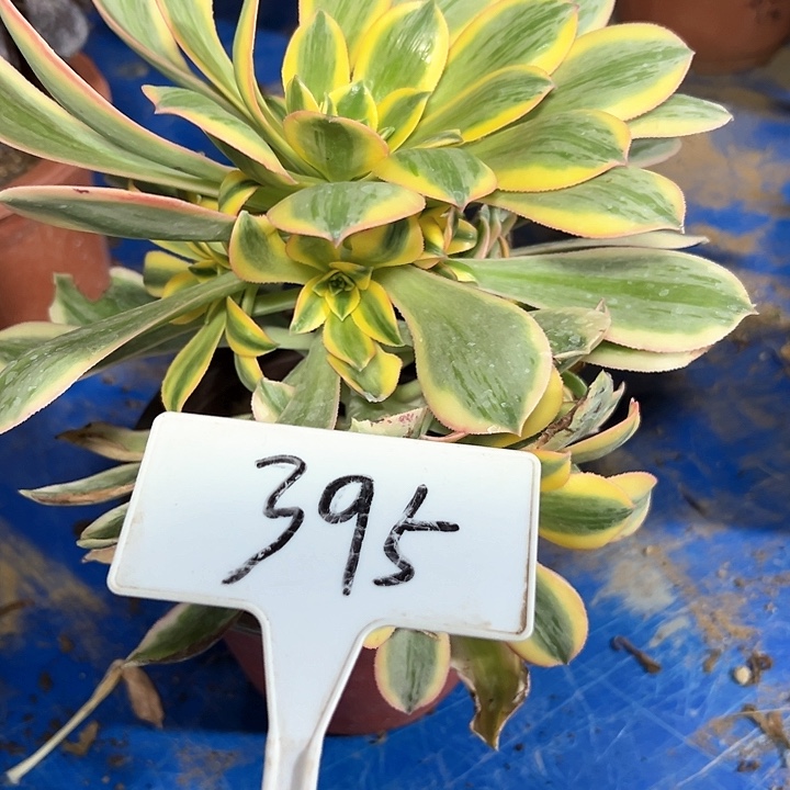 多肉植物灿烂法师