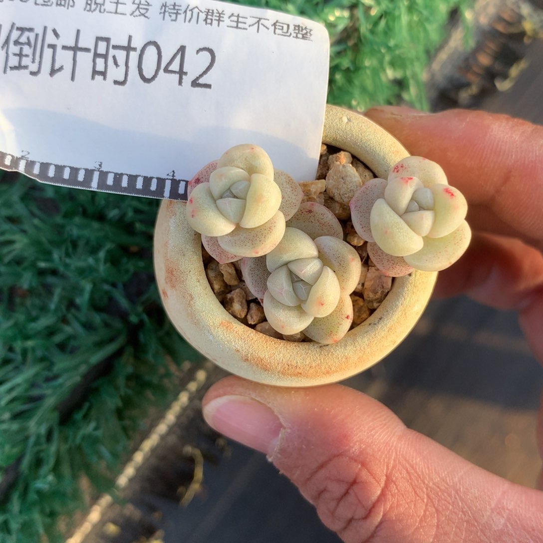 精品多肉冰玉自然群