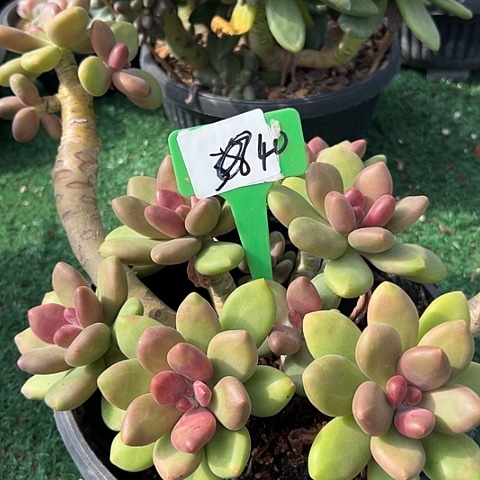 天***光40南果奶一个脱土多肉