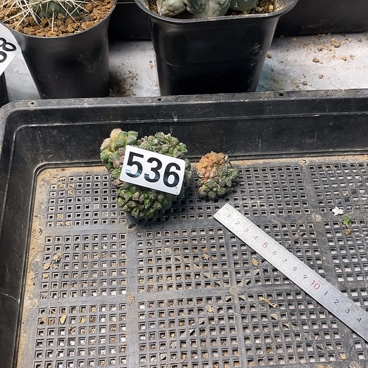 完全开放536哥斯拉多头