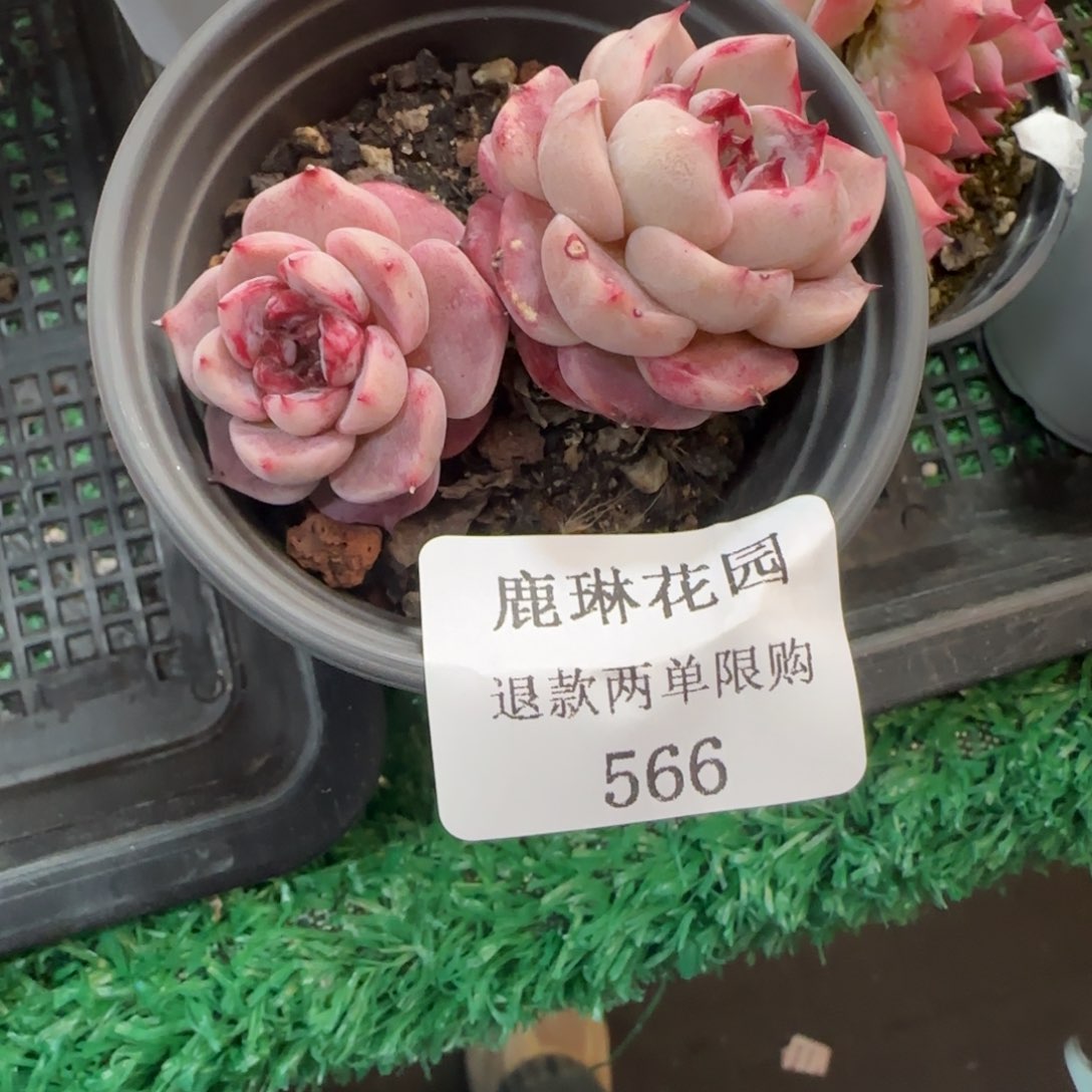 闪购精品多肉566号