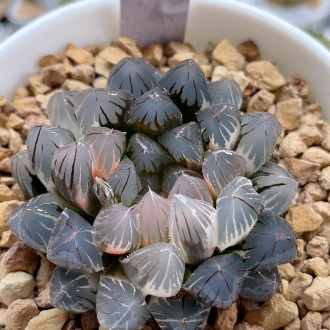 90粉白霓虹灯。       