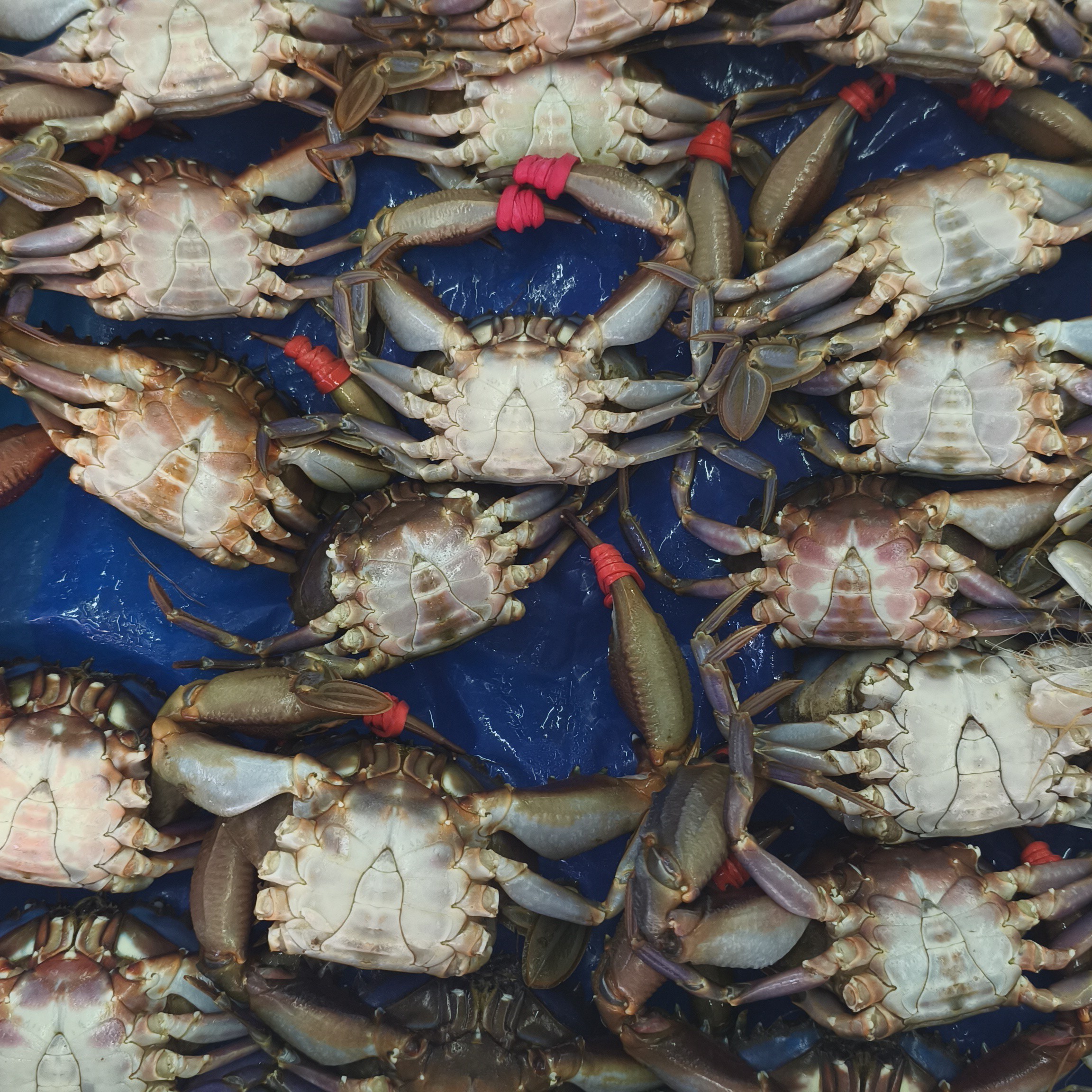 各种晕蟹选这里【小时达配送到家，晕蟹，看清下单】