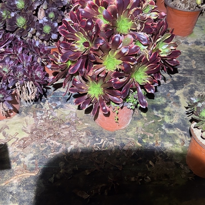 不包侧枝一物一拍50