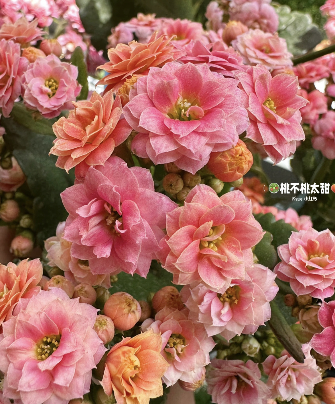 【果冻】130杯重瓣长寿花