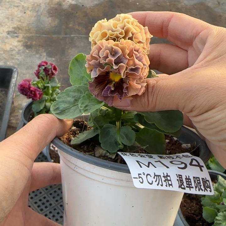 ****a无花朵M194角堇小苗一物一拍默认苗晃