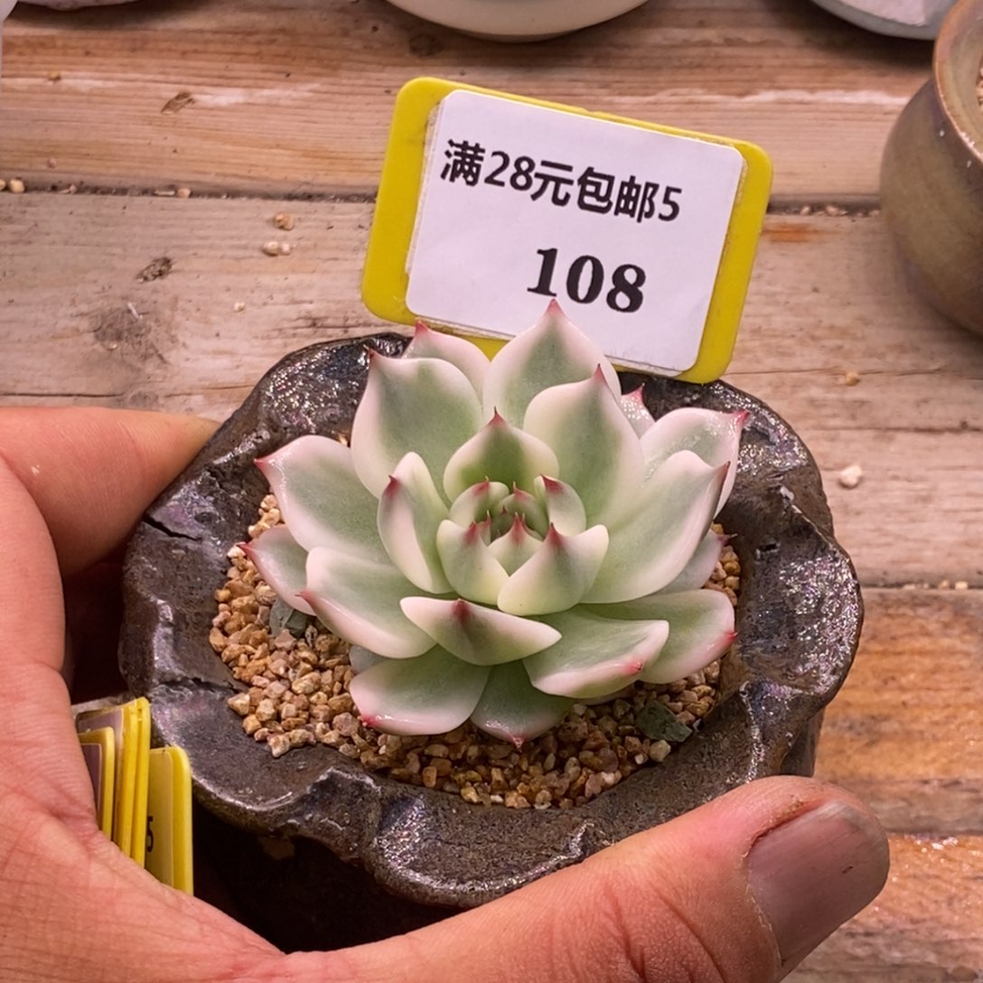 5108娃娃锦多肉植物